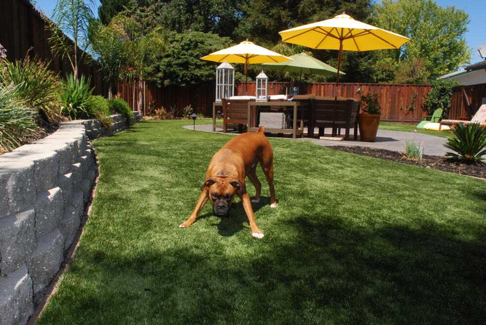 San Francisco pet turf